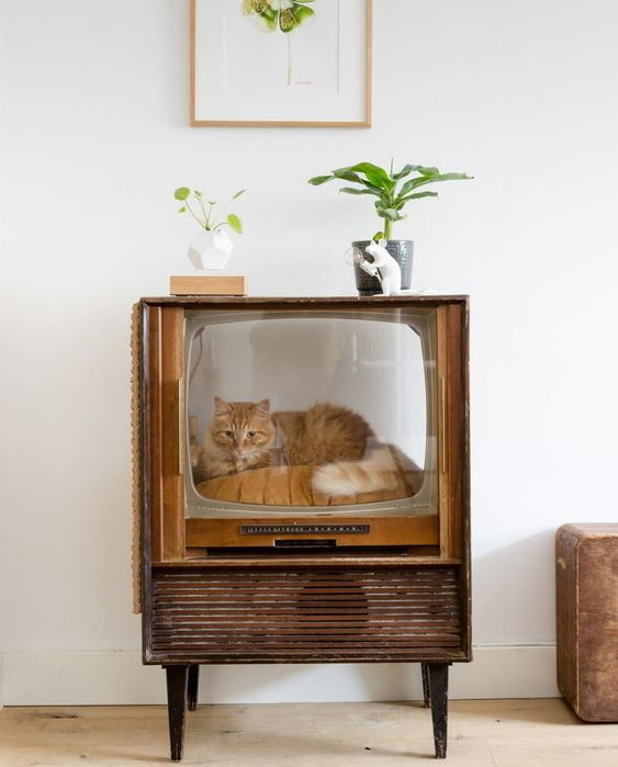 חתול בטלוויזיה
