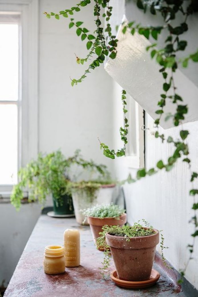 Növények kerámia edényekben