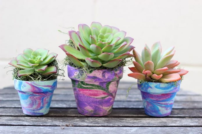 piante grasse in vasi colorati