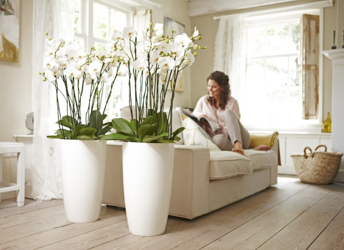 plastic orchideeën in het interieur