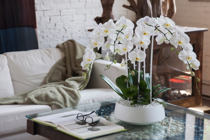 orhideja od plastike na stolu