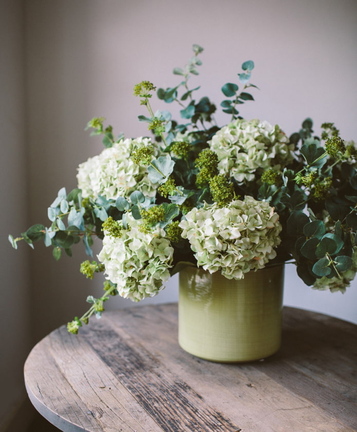 onnatuurlijke hortensia