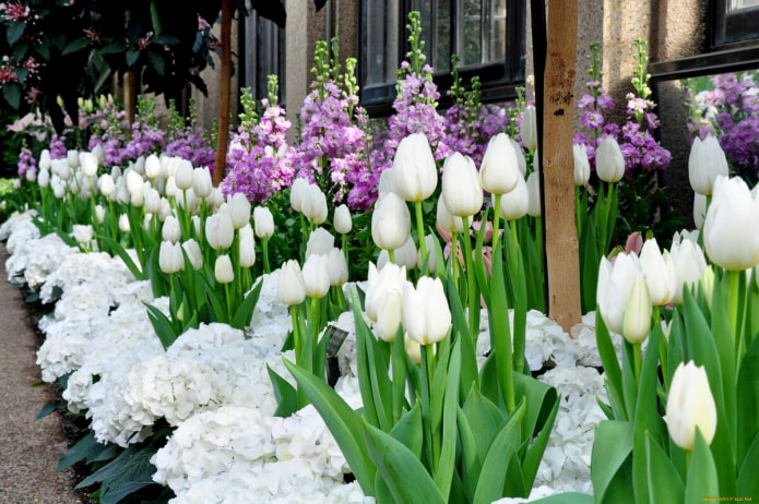 Baltos tulpės