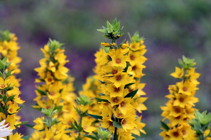 „Loosestrife“