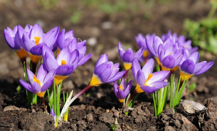 Krokus už dovanojimą