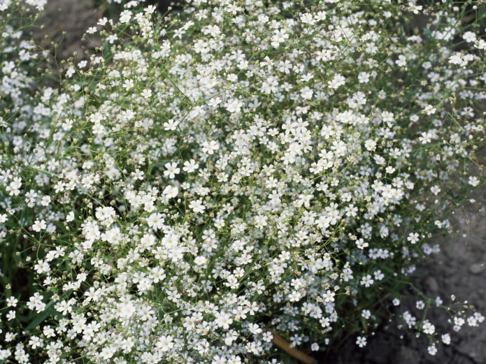 Gypsophila