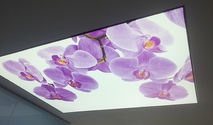 strop od orhideja