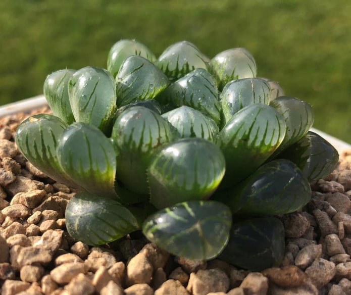 Haworthia Cooper