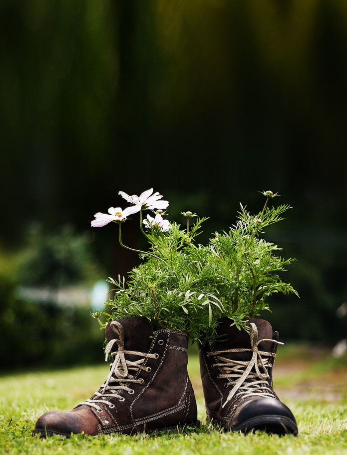 פרחים בנעליים