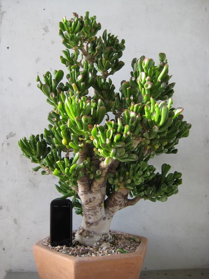 suaugęs Hrassitas Crassula