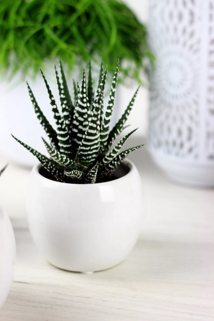 Haworthia nuotraukos