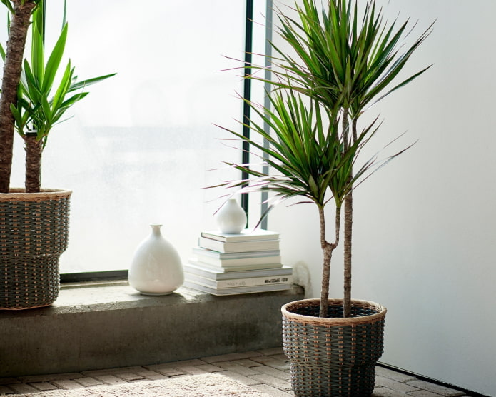 dracaena in het interieur