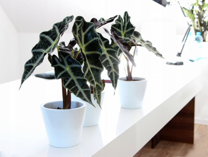 alocasia in een pot