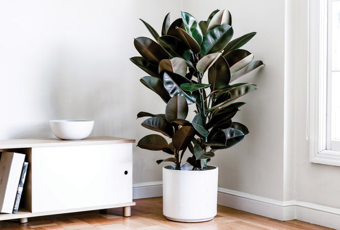 ficus in de schaduw