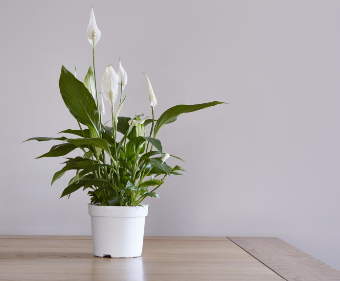 hoe spathiphyllum bloeit