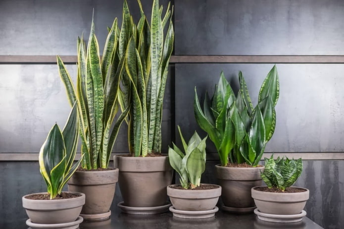 sansevieria-soorten