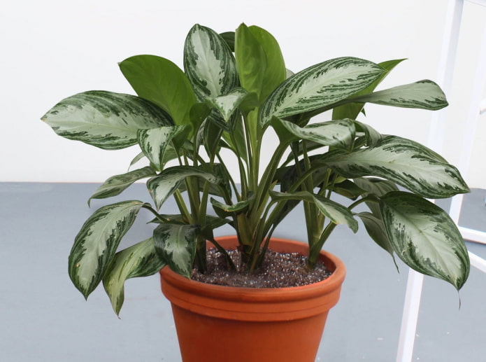 hoe aglaonema te laten groeien