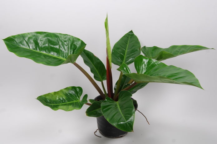 philodendron in de schaduw