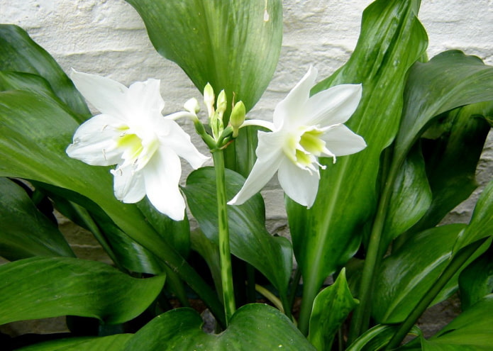 eucharis allergia