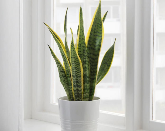 mi a veszélye a sansevieria -nak