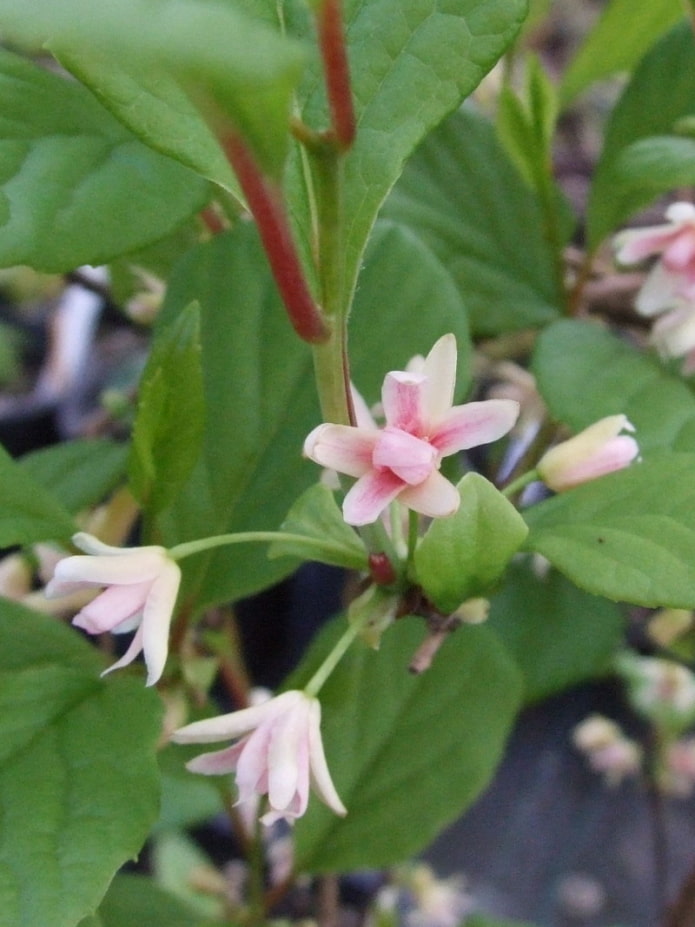 レモングラスの花