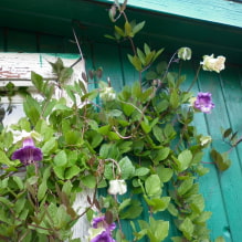 夏のコテージに最適なつる植物の品種を選ぶ-5